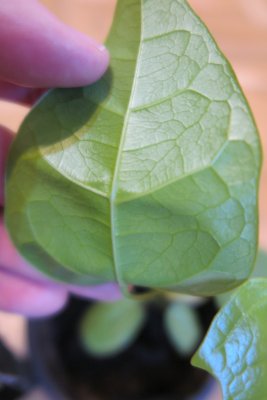 Brachychiton discolor - brachychiton - list - rub